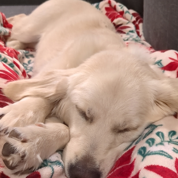 ✨🐾Pet friendly seller 🐾✨ - Picture 5 of 10